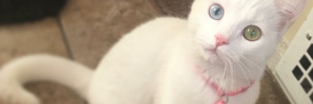 baiℓs banner