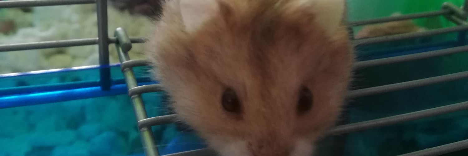 Dazedi's profile banner image