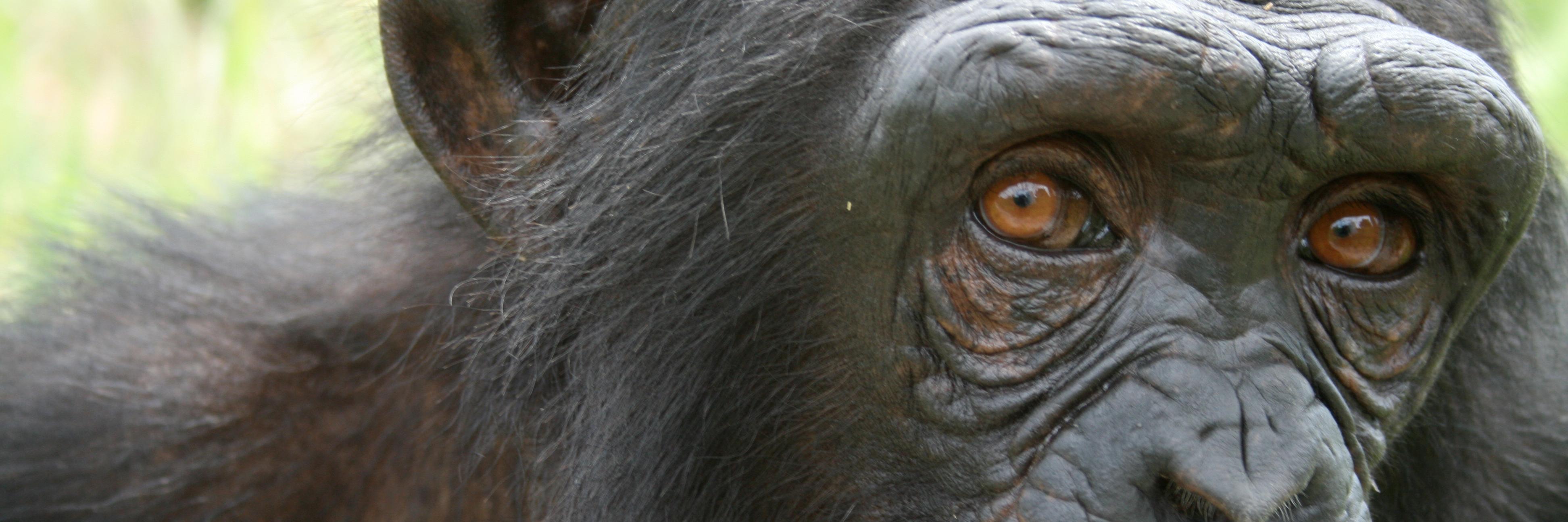 NaturalApe's profile banner image