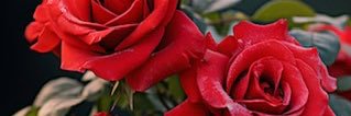 Red_Roses399's profile banner image