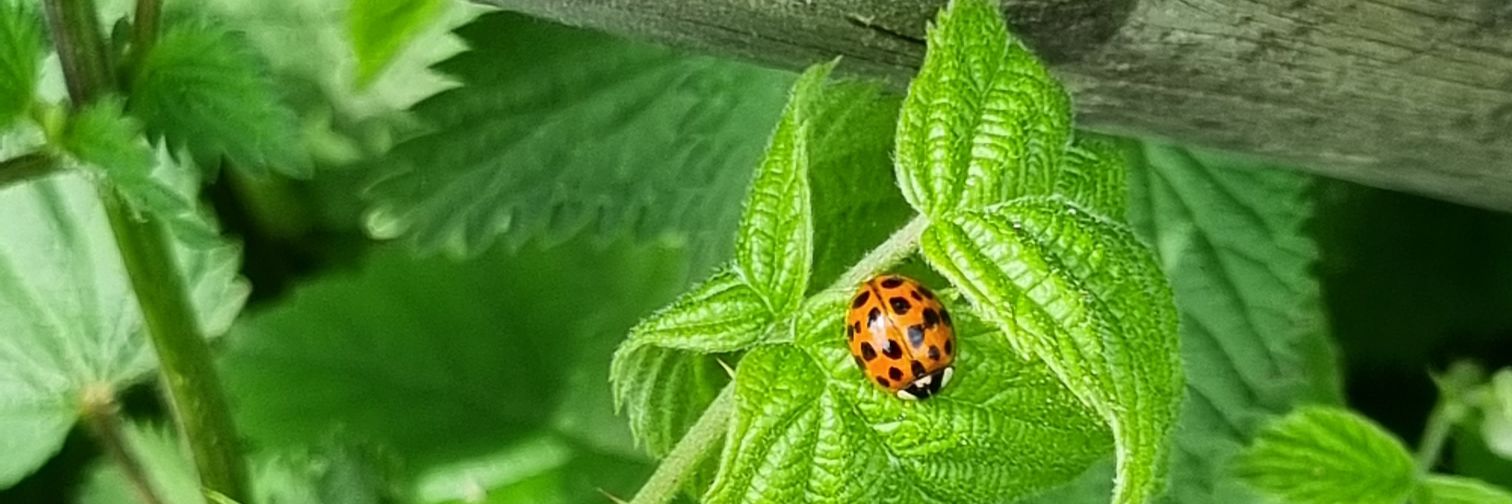 🌻Ellen🌻 banner