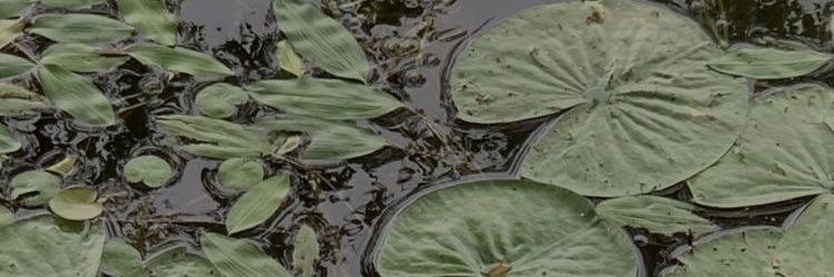 TheAriRenee's profile banner image