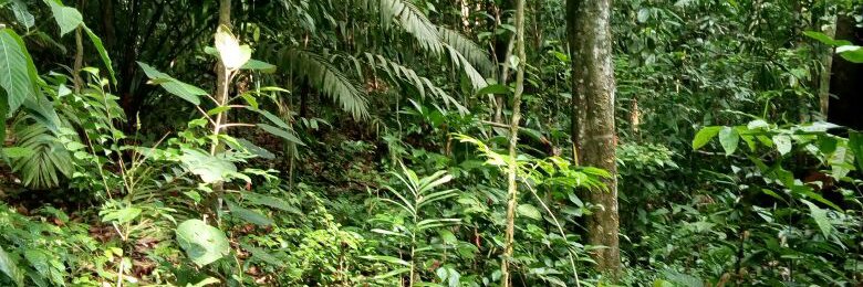 Vanessa E. Rubio banner