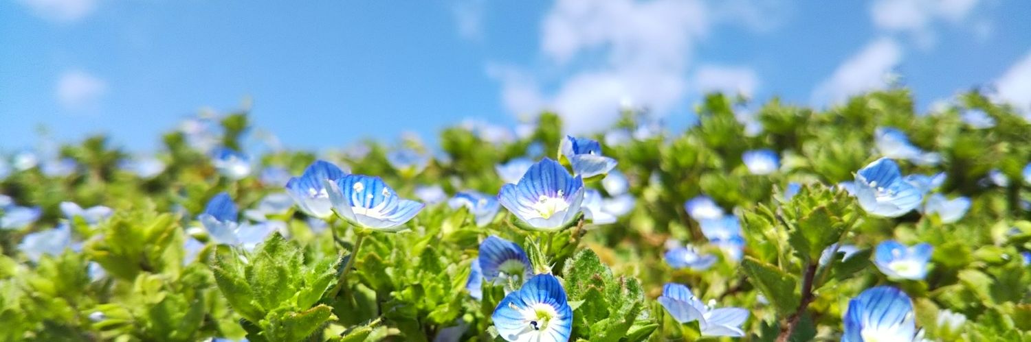 あみら banner