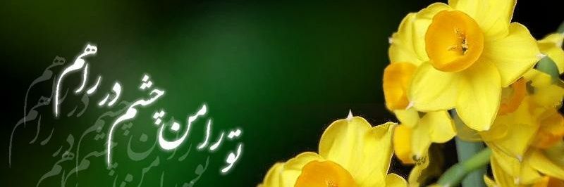 سادات هاشمی's banner