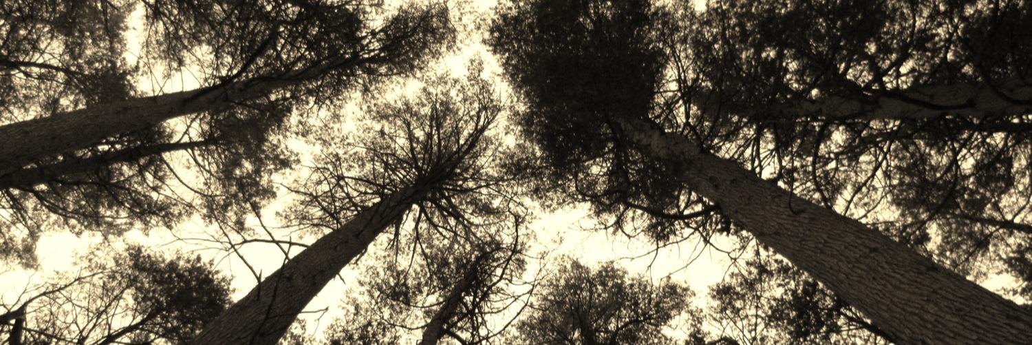 bwalulak's profile banner image