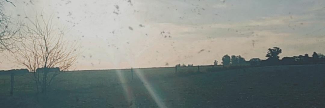 MaryLongarini's profile banner image