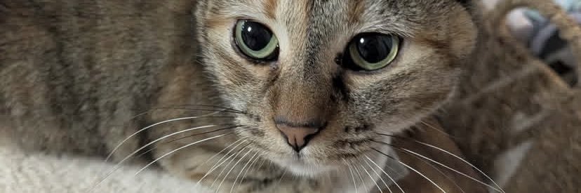 Ronkee🌸🍩 banner