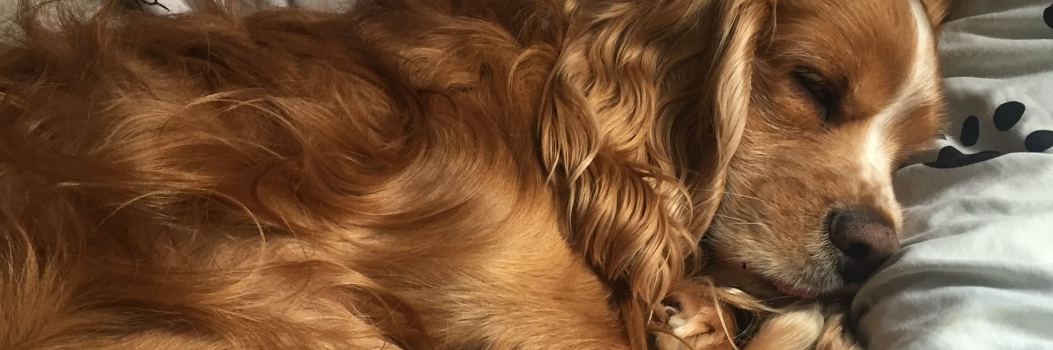 JuanchaDev's profile banner image