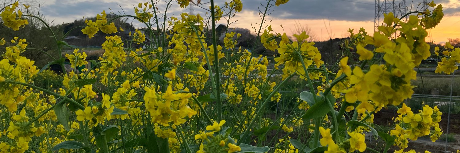 ふみんのゆめ banner