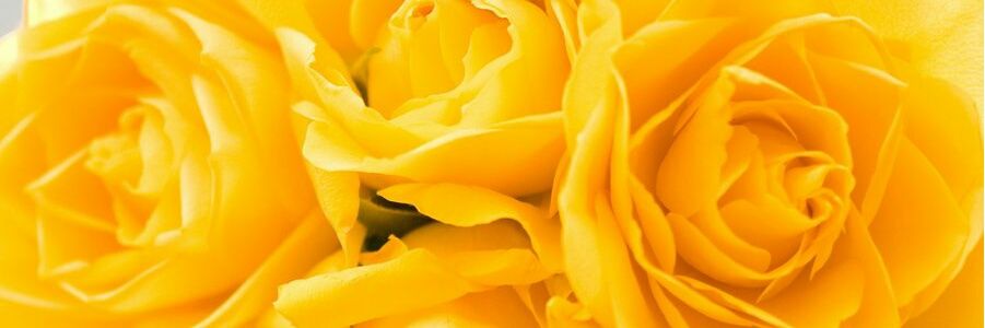 JENITH_KARINA's profile banner image
