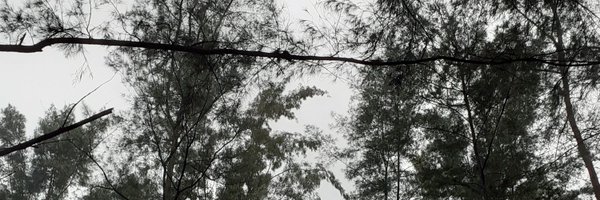 alsavazeea Profile Banner