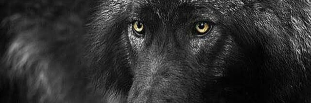 AullidosD's profile banner image