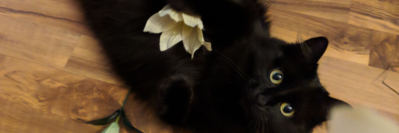 RachelLee banner