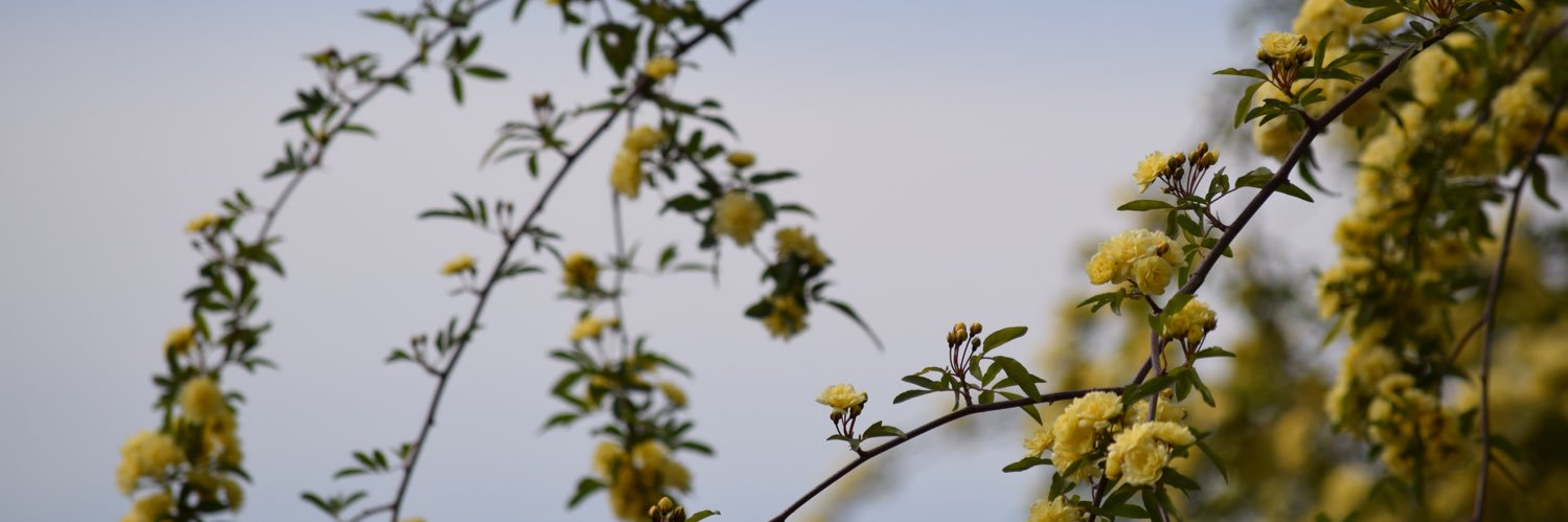 alexa_lazay's profile banner image