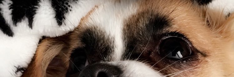 aubs banner