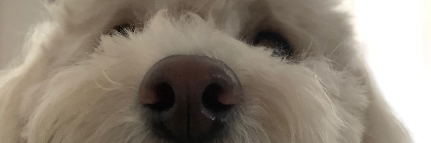 «Daniela» banner