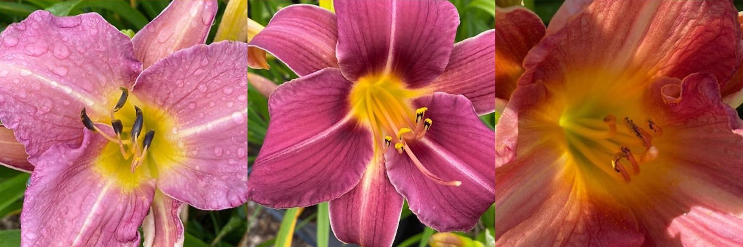 lizcolebrook's profile banner image