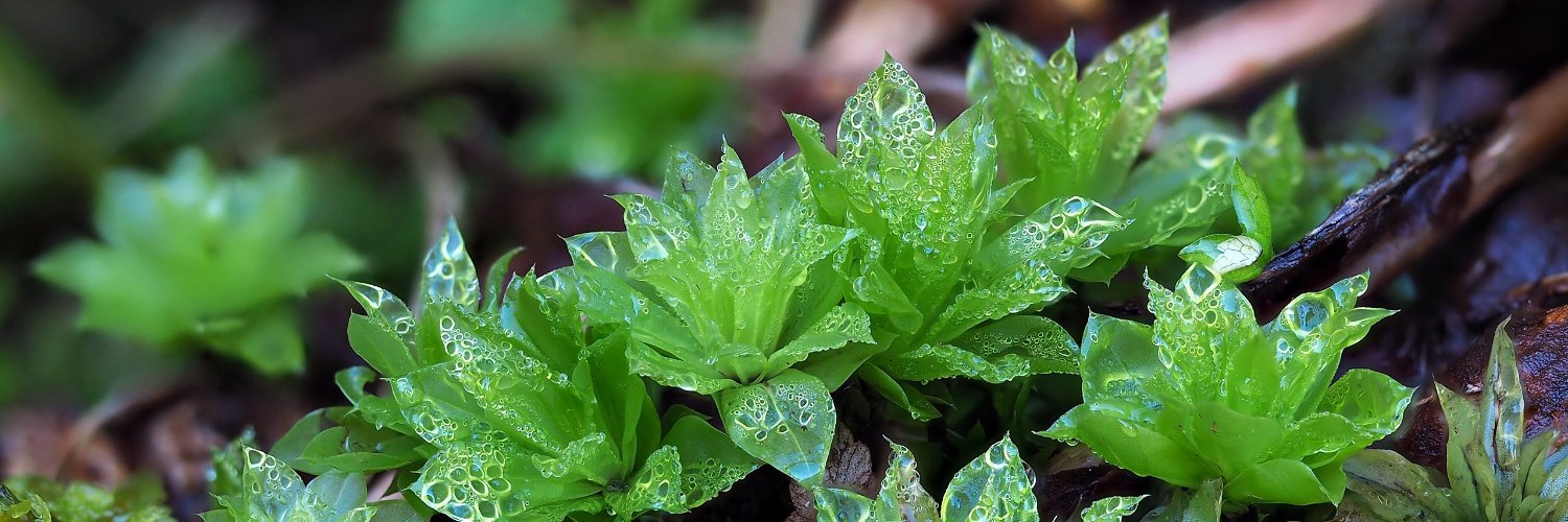 Michael Lueth banner