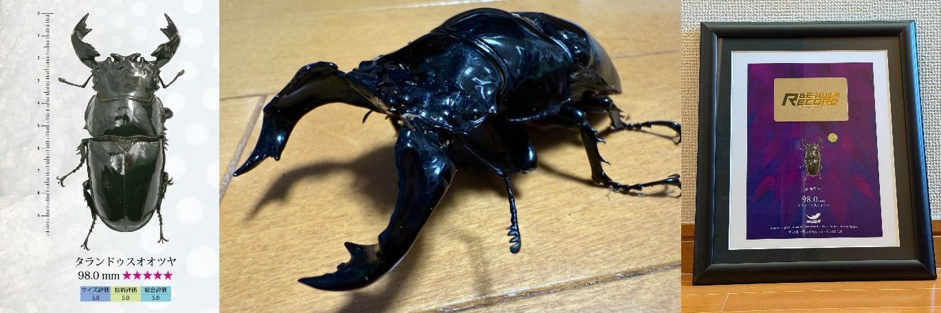 なめだんご banner