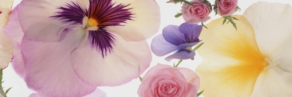 sar_roe's profile banner image
