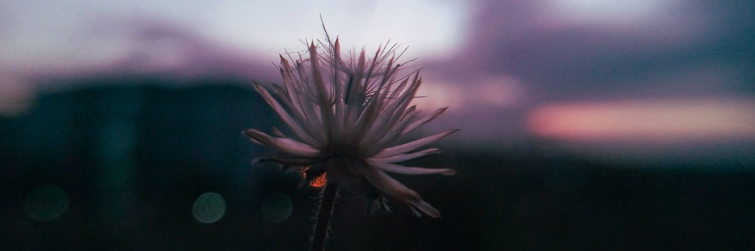 dingo_may's profile banner image