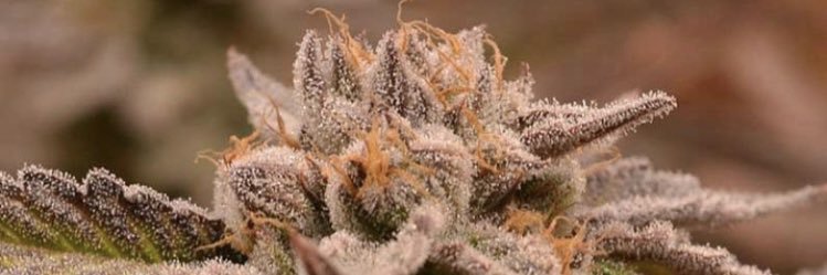 SmokinWith.. 🍃💨 banner