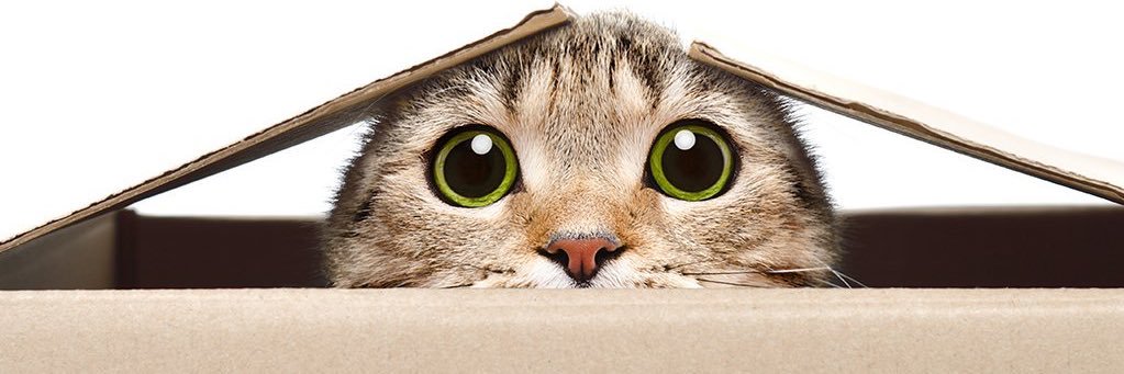 CatsInsideBox's profile banner image