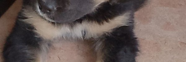 cejulito1 Profile Banner