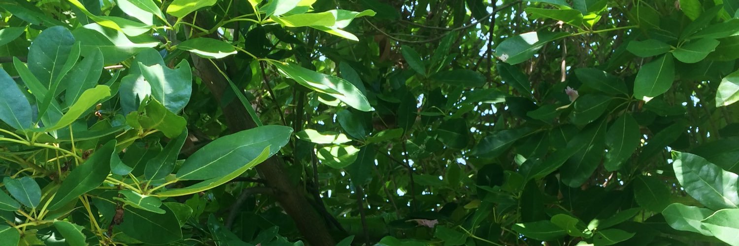 MoonOverKeyWest's profile banner image