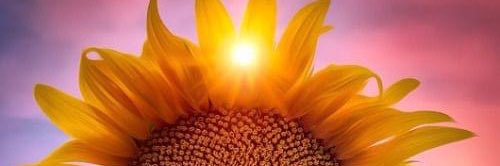 sunnyflowfer's profile banner image