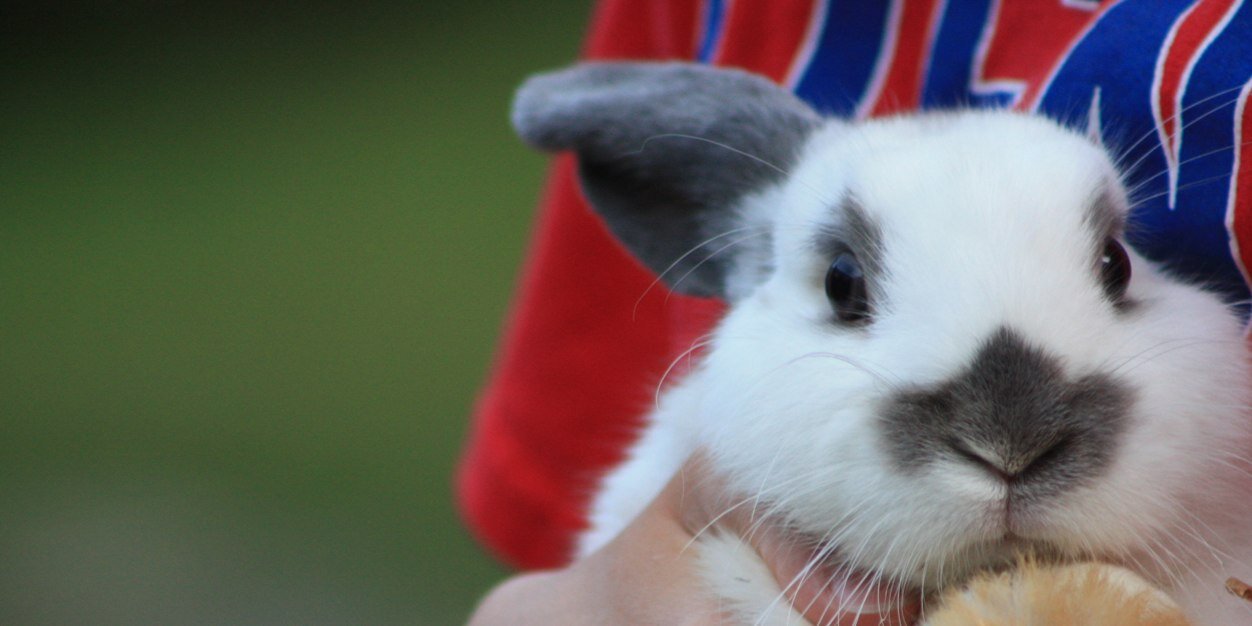 oreothabunny's profile banner image