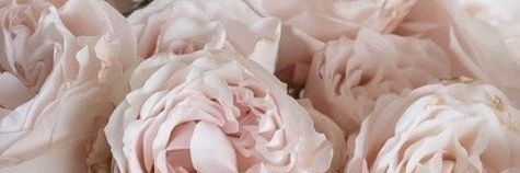 TamaraSurache's profile banner image