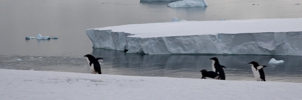 Micro-Antarctica 🇦🇶❄️ banner