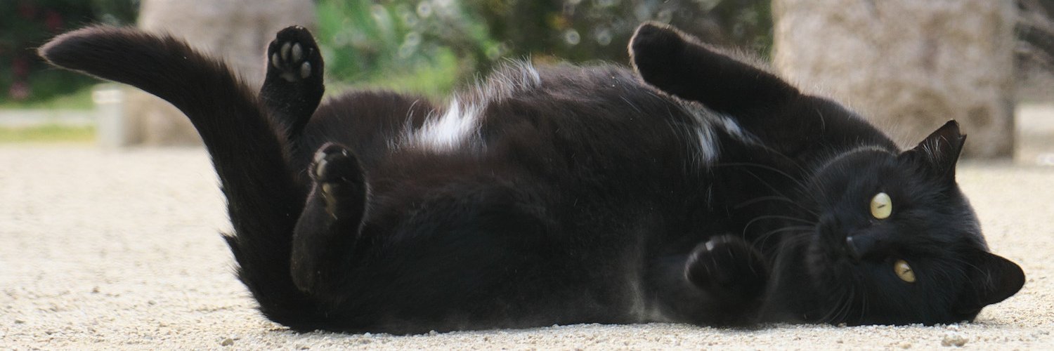 passatomaro's profile banner image