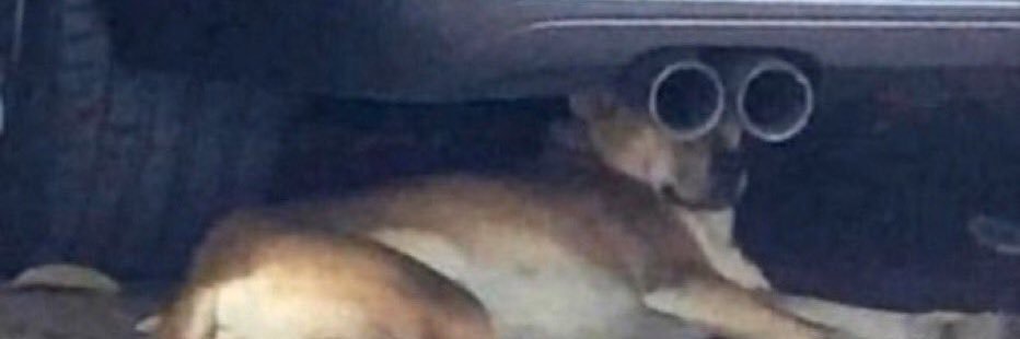 The Pawd Father banner