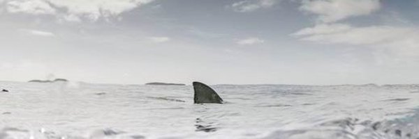 elguyy Profile Banner