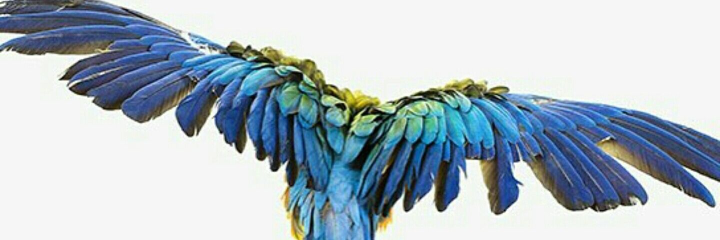 ankaaiii's profile banner image