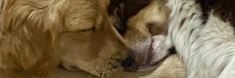 JeremiasFeoli's profile banner image
