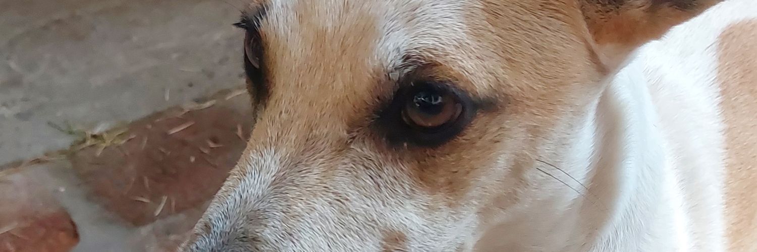 NiicoBOT's profile banner image