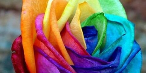 Marisol_Music's profile banner image