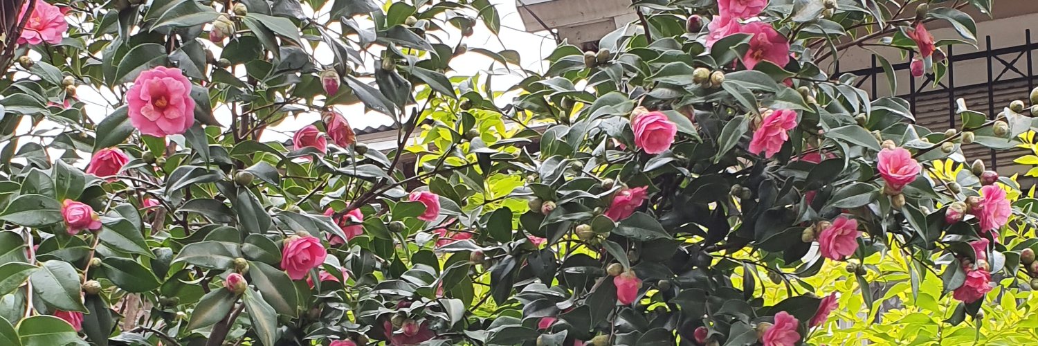 Numamanu91's profile banner image