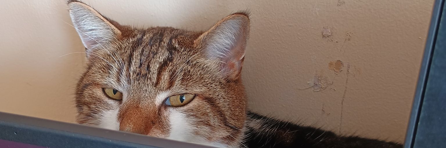 Claire de Lune 🙀🐾🐶🍀🌹 banner