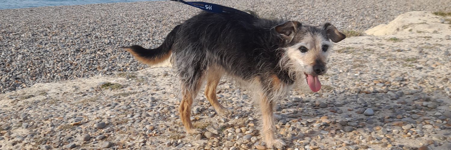 Reb (they/them) banner