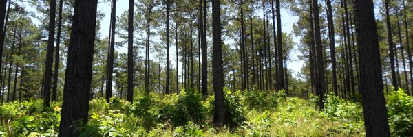 Women Owning Woodlands - South Carolina 🌲 Profile Banner