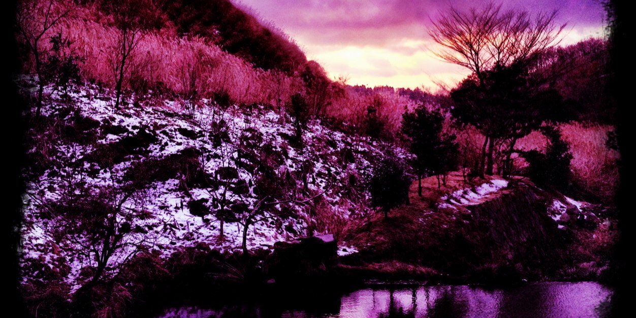 wild_scarlet's profile banner image