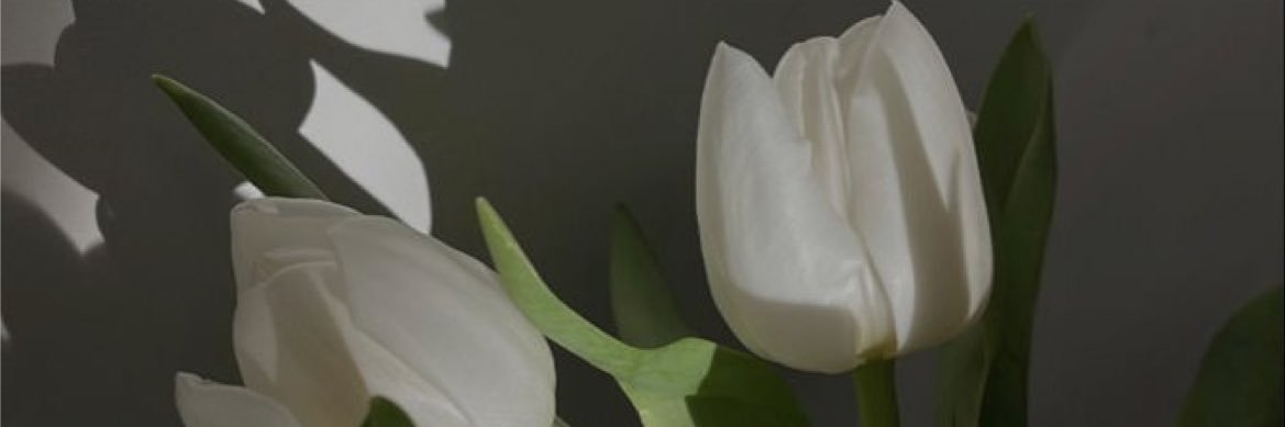 annafals_'s profile banner image