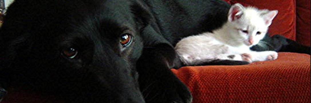 the_cativist's profile banner image