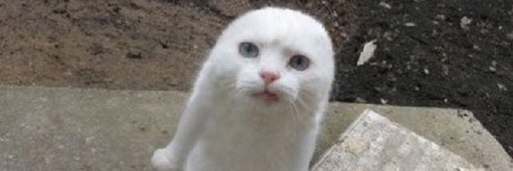 booty4catto's profile banner image