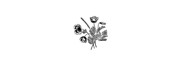 IVLOOKS Profile Banner